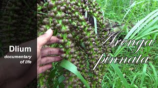 Sugar palm Arenga pinnata  part 1 [upl. by Ygiaf]