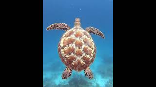 Amazing Green Sea Turtle [upl. by Nnaecyoj]