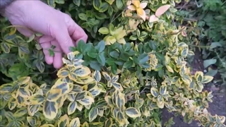 Pruned Summer Flowering Shrubs Planted Broad Bean Seeds [upl. by Maryann]