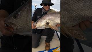 Brisbane Jewfish fishing mulloway fish [upl. by Drareg]