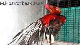 parrot beak long tal aseel Mk aseel param [upl. by Boote]