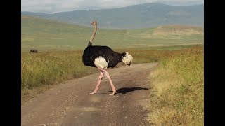 Watch The TallestLargest And Strongest Bird Ostrich [upl. by Siraj]