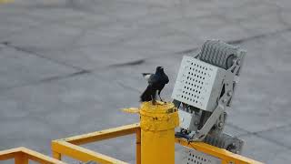 Sinaloa Crow Mazatlan Mexico [upl. by Omrellig]