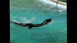 1992 MARINELAND SEALS PERFORMING [upl. by Fabrianna]