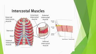 Muscles of thoracic wall [upl. by Sami]