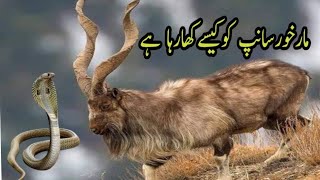 Markhor in Pakistan Full Documentary  Shamshaal tv [upl. by At]