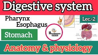 digestive system anatomy and physiology stomach  part2  B pharm 2nd semester [upl. by Aniraad]