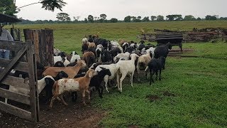 Veja o Curral Perfeito para criação de Carneiro [upl. by Nordine987]