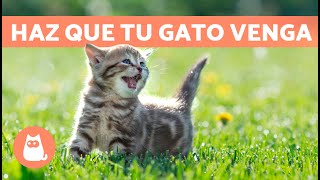 Maullidos para ATRAER GATOS 🐱🔊 Sonidos para que Tu Gato Venga [upl. by Miahc]