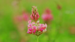 Cotswold Seeds First Hand Sainfoin with Vernon Bailey [upl. by Boleslaw117]