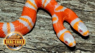 Bizarre Two Headed Snake real or fake [upl. by Marquita]