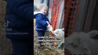 Toddler feeding lambs ❤️ lambs sheep toddler toddlerlife farmlife bottlefeeding littlehelper [upl. by Ahsekan339]