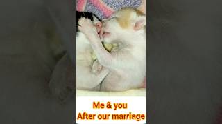 Cute cat kissing moment shortvideos shortvideos youtubeshorts viralshort kissingstatus [upl. by Sayed]