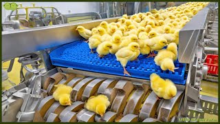 Chicken Mega Factory Chicken Egg Incubation Technology  Broiler Raising Method amp Process 🐣 [upl. by Otis494]