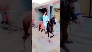 Ahsan ali kharal subscribe chanal 🥰❤️💯👍♥️♥️👍💯❤️🥰🥰 [upl. by Eellehs90]