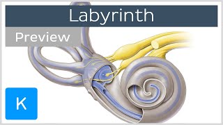 Labyrinth Structure and inner ear function preview  Human Anatomy  Kenhub [upl. by Enwahs]