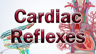 Cardiac Reflexes  Anatomy and Physiology [upl. by Eseerehs756]