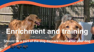 Enrichment and Training should be a part of the dog daycare routine for your dog by Dirk Broersma [upl. by Sergeant]