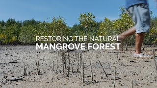 Restoring The Natural Mangrove Forest [upl. by Lyon]