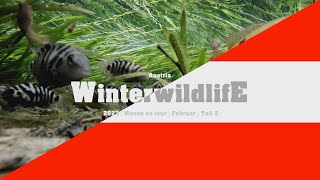 Tropische Aquarienfische 11°C Winterbach  Wildlife  TEIL 2  Austria  02 2023  Mouse on Tour [upl. by Varian]