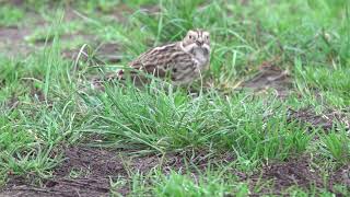 Lapland Bunting  Staines Res [upl. by Inavoj208]