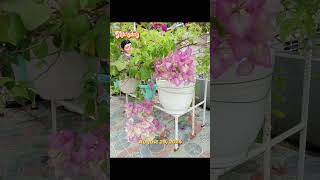 THE BOUGAINVILLEA  This is the update of what I take care of every day August 29 2024 [upl. by Gnuhp]