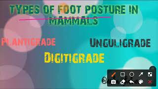 PLANTIGRADE DIGITIGRADE AND UNGULIGRADE FOOT POSTURE [upl. by Enorahs875]