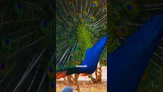 Why Are Peacock Feathers So Colorful animalsfacts peacockbeauty naturescience [upl. by Amory]