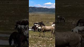 beautiful horse group shorts shortvideo [upl. by Rosaleen]