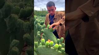 Cactus Fruit Harvesting 😱 shorts facts brainfix [upl. by Akcimehs]