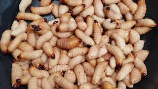 Palm Weevil Larvae Rhynchophorus ferrugineus [upl. by Elon]