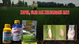 INSEKTISIDA PEMBASI ULAT KAPER WALANGSANGITDLL [upl. by Simetra]