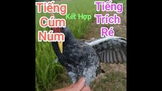 Tiếng Gà Cúm Núm Kết Hợp Tiếng Trích Ré Mới Nhất Ăn Chim Kỷ Niệm Cho Ae [upl. by Nyliac]