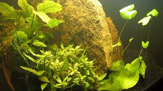 Water Lily and Anubias for 75Gallon Aquascape 11724 [upl. by Horst]