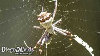 Argiope argentata  Brazilian Silver Argiope Araneidae  Araneae Aranhadeprata X spider [upl. by Elyc894]