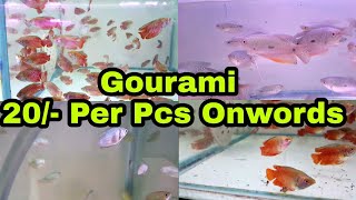 5 Types of Gourami Fish  20  Rs Per Pcs Onwords [upl. by Menard935]