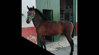 Cordobes Andalusier Hengst stallion wwwandalusiercom [upl. by Enilhtak]