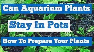 Can Aquarium Plants Stay In Pots – Prepare Your Plants [upl. by Aelanej]