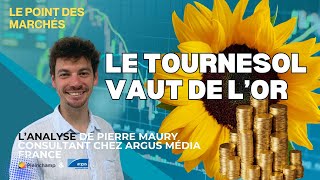 🌻💶 La graine de tournesol est la plus lucrative  135 €t  En quelles semaines [upl. by Atteiram526]