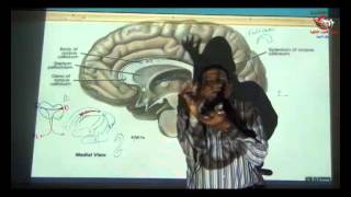 Dr Ahmed Elzainy Commissural amp Association fibers Neuroanatomy الدكتور احمد الزيني [upl. by Ailev]