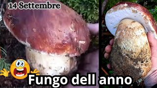 fungo porcino di grandezza e bellezza assolutafungo dell anno😍 [upl. by Nogam]