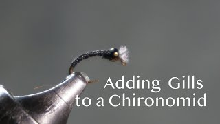 Adding Gills to a Chironomid Pupa [upl. by Weld]