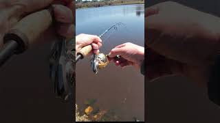 Vibing for Yellas fishing goldenperch yellowperch freshwaterfishing perch short lurefishing [upl. by Atteuqaj]