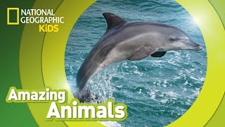 Bottlenose Dolphin 🐬  Amazing Animals [upl. by Eniluqaj]