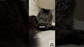 🦜🔥🙀 🎥 ivartheincredibleblindcat shorts [upl. by Lehteb]