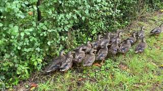 A group of Ducks just relaxing by the roadside near Peasmarsh church 9th September 2024 [upl. by Stav502]