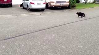 Epic Cat chases Dog Warning Lots of hysterical laughter [upl. by Kurtzman]