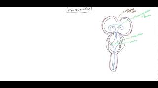 Hydrocephalus NeuroAnatomy and Physiology of CSF for USMLE [upl. by Arac]