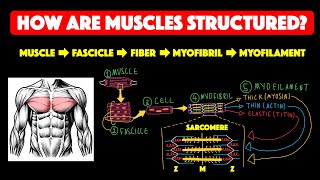 Skeletal muscle structure [upl. by Zemaj]