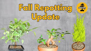 Fall Repotting Update How My Bonsai Trees Are Doing [upl. by Zawde857]